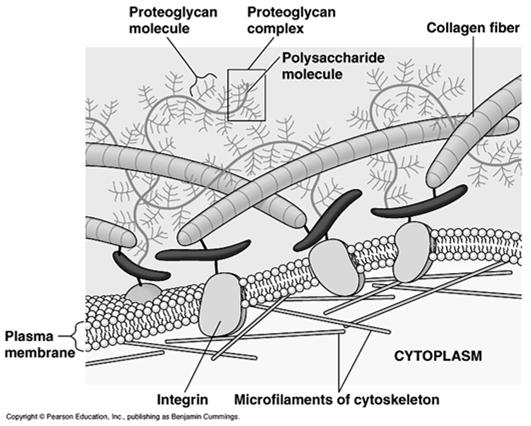 substances that glues adjacent cells together ; pectin Secondary cell wall forms between primary cell wall & plasma membrane after growth stops EXTRACELLULAR MATRIX Extracellular Matrix (ECM)