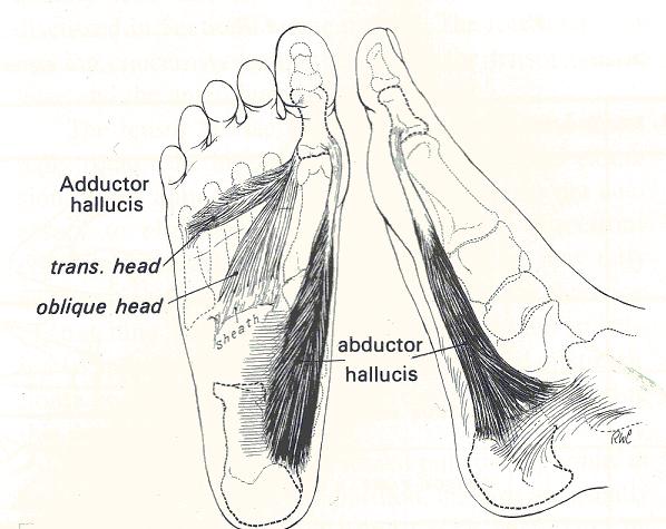 foot muscles st metatarsal elevation/depresion