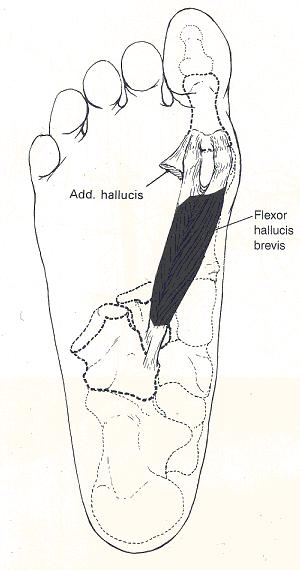 Short foot exercise Peroneus Longus Tibialis