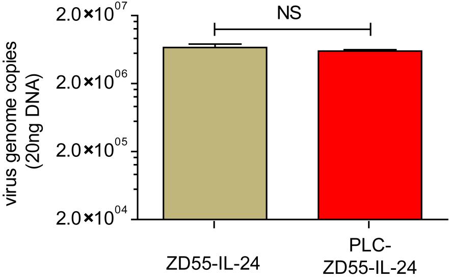 Figure S8. Uptake of PLC-ZD55-IL-24 in Huh-7 cells. Huh-7 cells were infected with ZD55-IL-24 or PLC-ZD55-IL-24 at 200 VPs/cell and collected at 6 h.