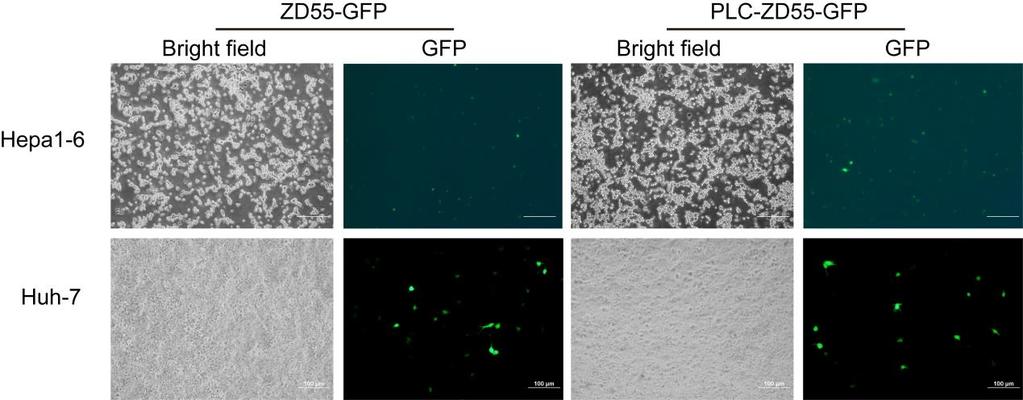 Figure S10. Transfection of ZD55-GFP and PLC-ZD55-GFP in Hepa1-6 cells. Hepa1-6 and Huh-7 cells were infected with ZD55-GFP and PLC-ZD55-GFP at 200 VPs/cell.