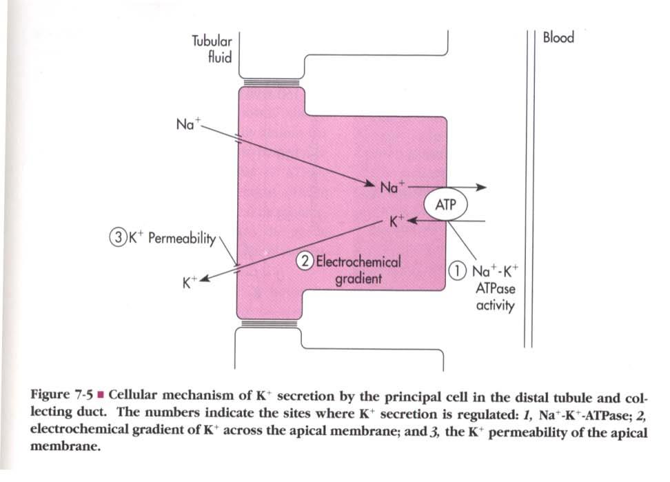 Why Does K+ Exit the Principal Cells Primarily Though the Apical Membrane? 1.