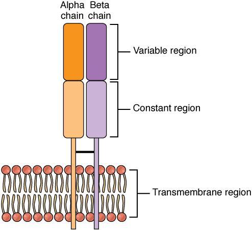 Figure 10: Structure of TCR. Source: www.wikipedia.org A complete recognition unit of T cells or TCR complex consists of the following important components: 1.