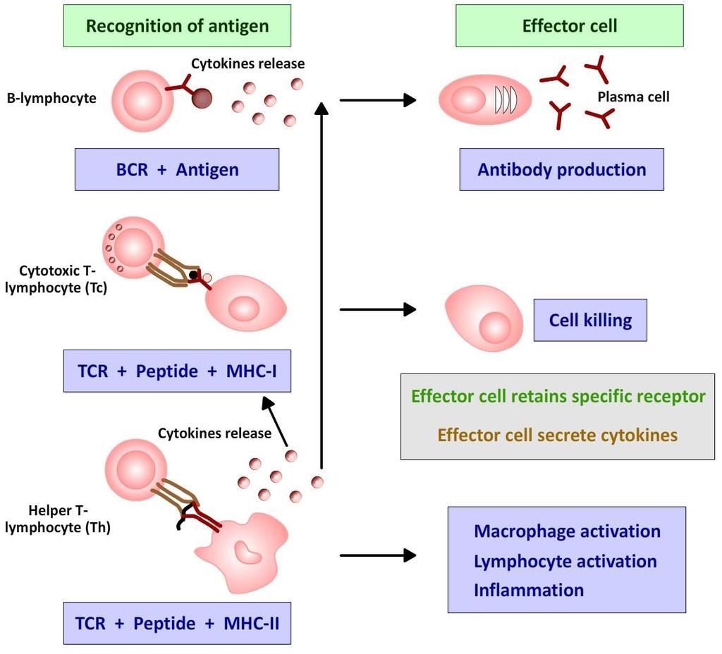 responses (Figure 1,2) The recognition is followed by response of lymphocytes to the antigen by producing effector molecules (antibody) or effector cells (CTL).