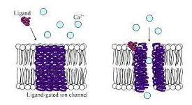 is handicapped in signal transduction due to its small cytoplasmic tail.