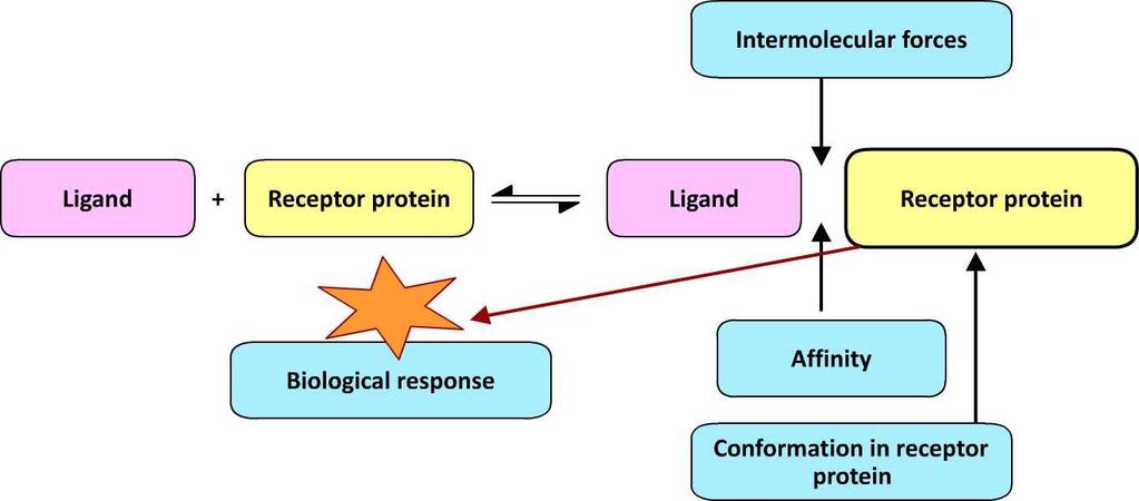 Figure 4: Receptor, ligand interaction and biological response.