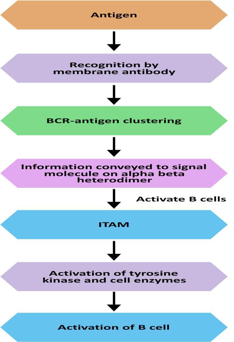 Figure 8: Flow diagram to show the recognition of antigen and B cell activation. 5.