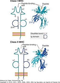 Structure of MHC / HLA