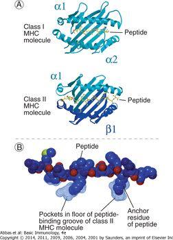 Binding of Peptides to MHC MHC class I closed