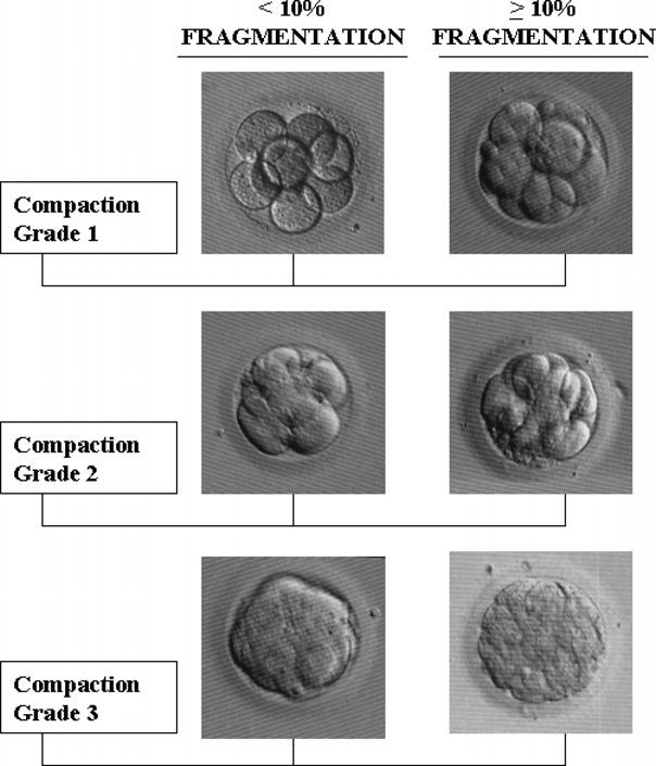 FIGURE 1 Representative images of embryos exhibiting the three compaction grades. Original magnification, 300.