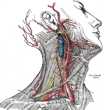 Subclavian Artery Clavicle