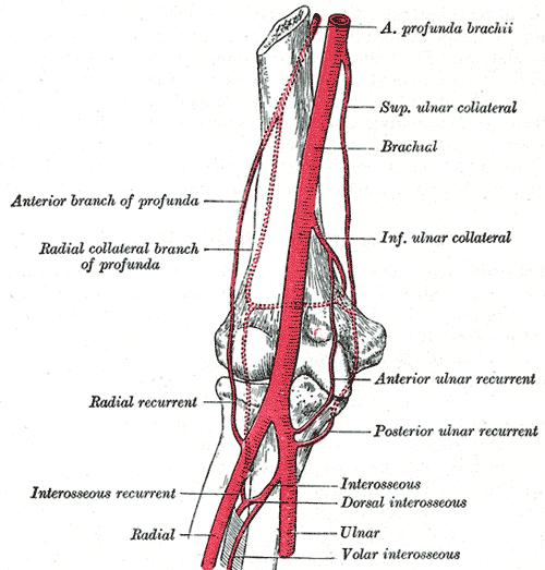 Brachial Artery Gray's