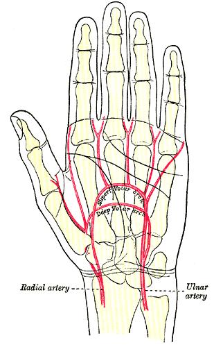 Arteries of Hand Gray's