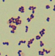 colonies, which are catalase positive.