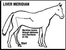problems, arthritic conditions, hind end problems, weakened immunity, eye problems, laminitis Kidney - infertility problems (mares and