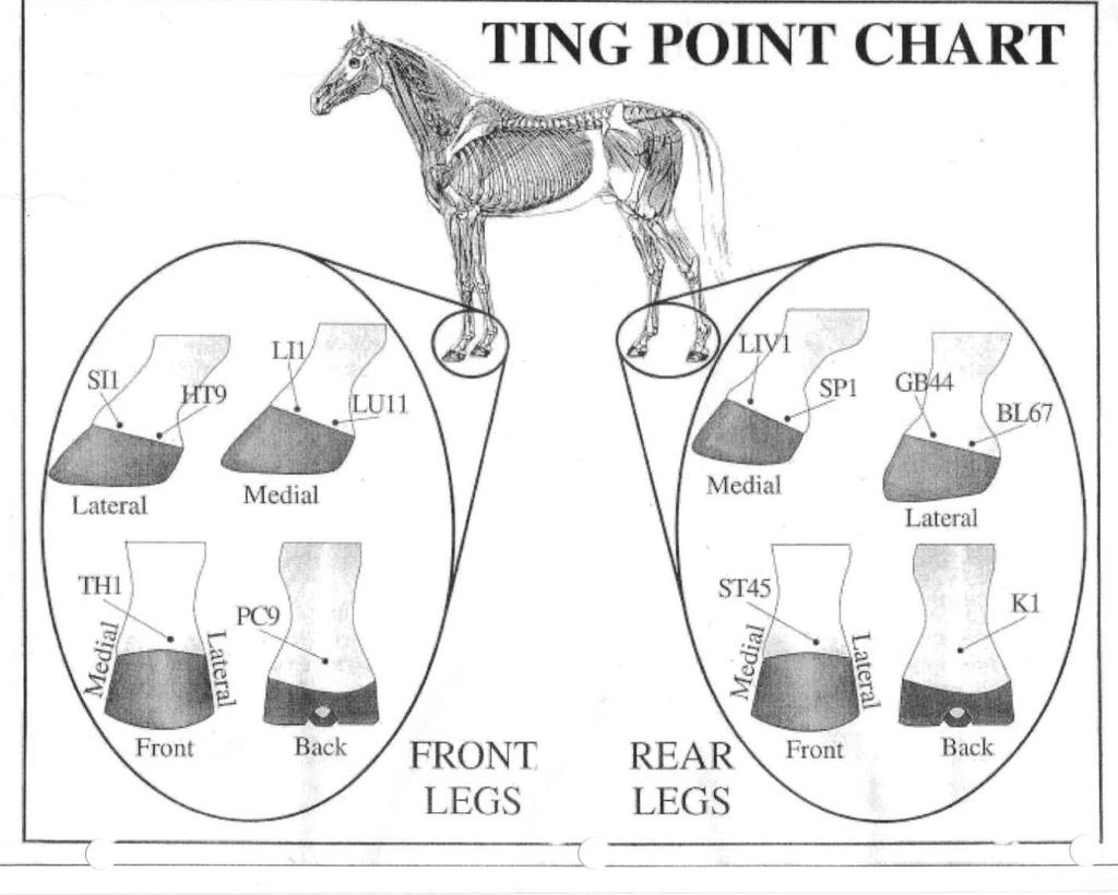 Ting Points Ting Points are the ending points for the meridians, located along the coronet bands of the hind feet.