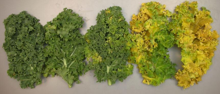 Loss of green color by mature and immature Kale leaves stored at 4 temperatures for up to 18 days.