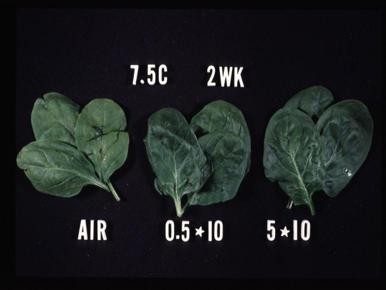 Controlled atmospheres may maintain visual quality of spinach, but may cause undesirable increases in ammonia 40 Ammonia µmole/g fresh