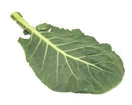 Cabbage Chard