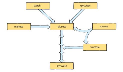 I can describe alternative respiratory substrates Starch and glycogen are broken down