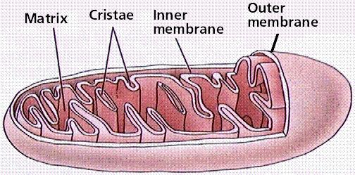 I can describe the structure of mitochondria Matrix is fluid