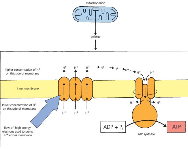 To synthesise the bulk of its ATP requirements, a cell uses a source of high energy electrons to pump H + ions across a membrane.