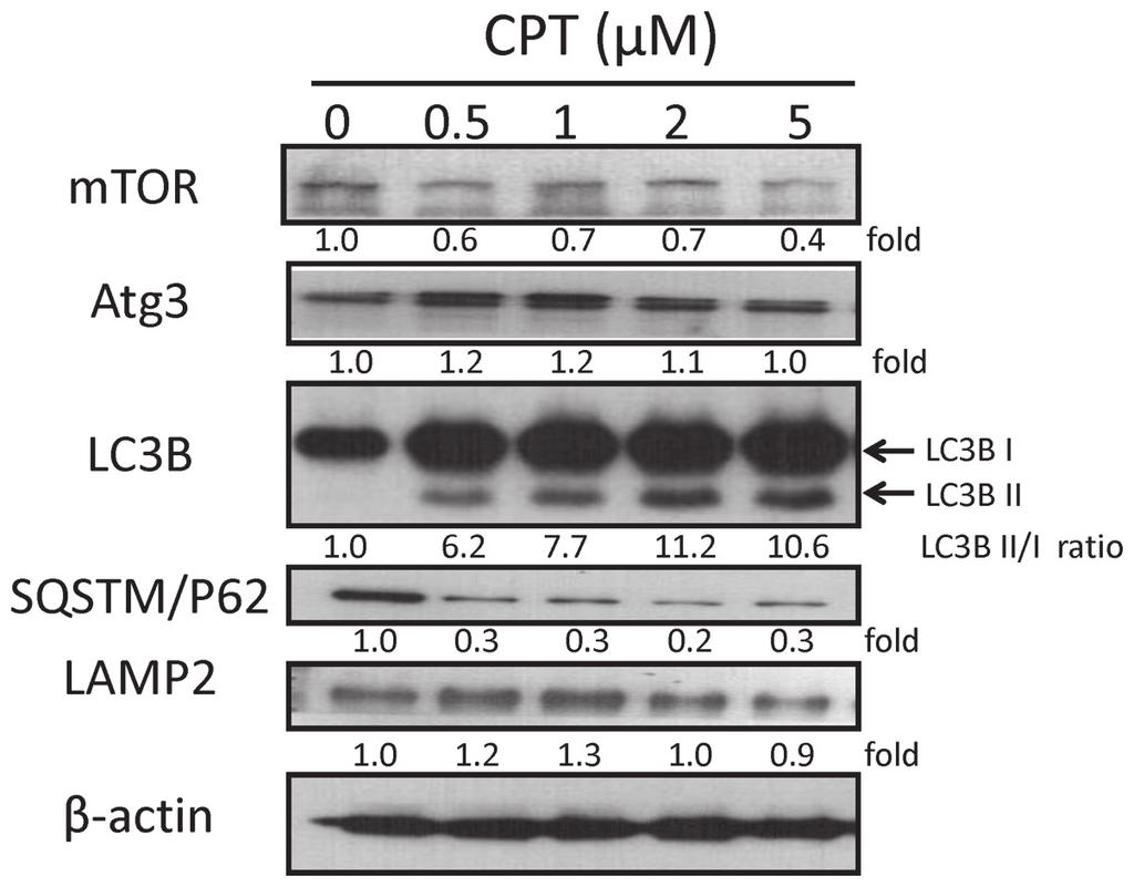 (B and D) GFP LC3 puncta/cell was quantified following treatment of H1299 and H460 cells with CPT. Data are presented as the means ± standard deviation. ** P<0.001 compared with the Ctrl cells.