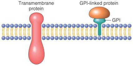 Antibodies to transmembrane proteins are used to gate on various WBC