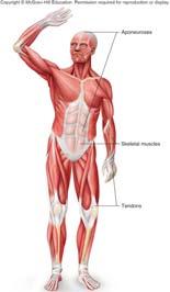 Responsible for pumping action of the heart Smooth muscle: Found in walls of internal organs, such as those of digestive
