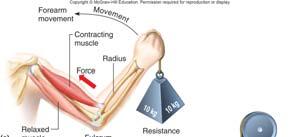 Levers and Movement Origin and Insertion One end of a skeletal muscle is more