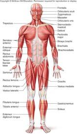 agonist and prime mover are used interchangeably) Synergists: muscles that assist