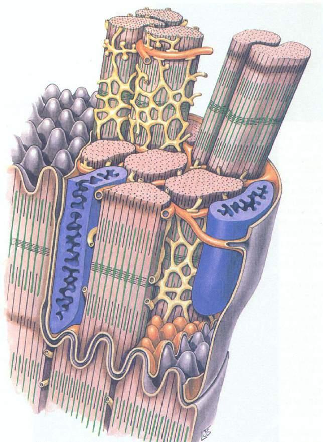 EM structure larger T tubules at Z line level; Z line Sarcoplasmic reticulum is not well-developed,