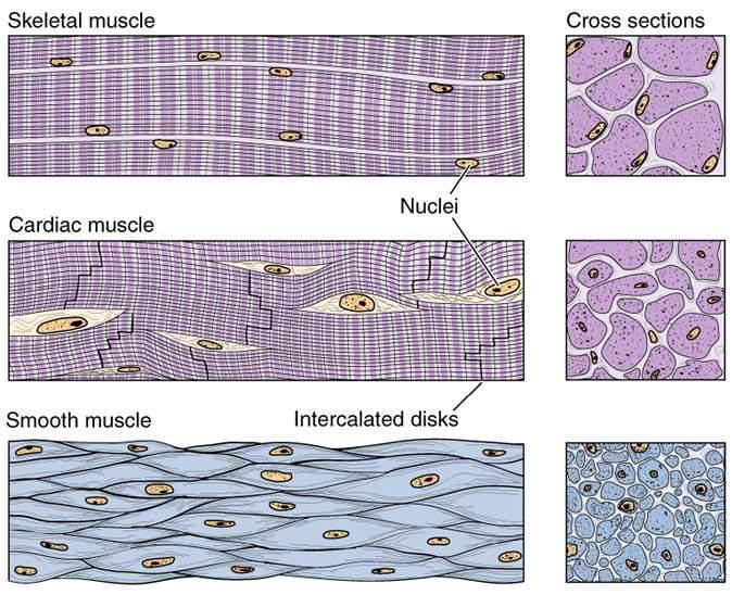 2) classification According to the structure and function skeletal muscle: striated, voluntary