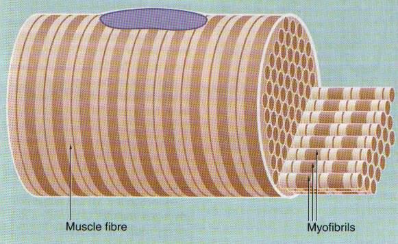 Skeletal muscle -Myofibrils The structural and functional subunit of the muscle fiber.