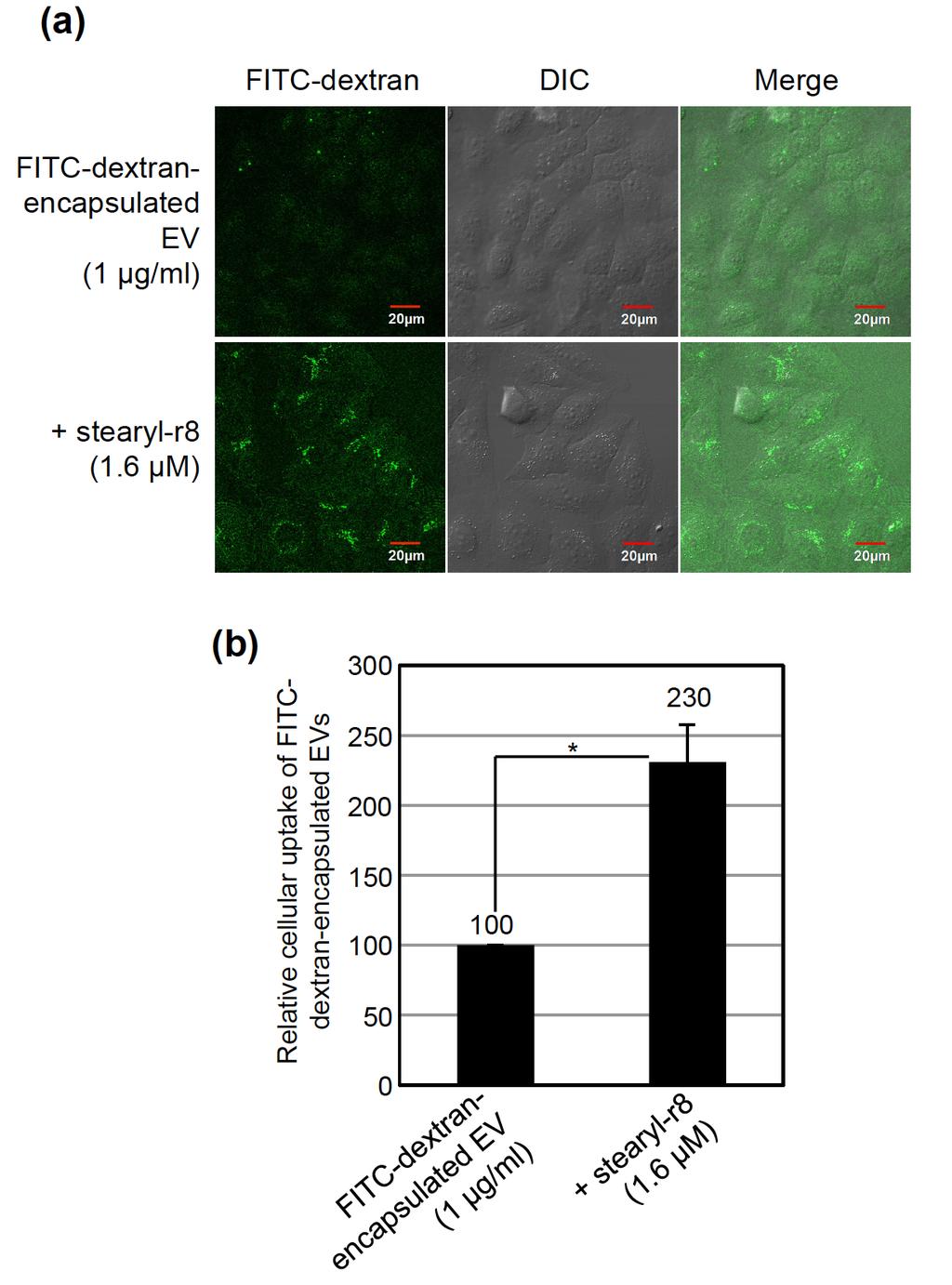 Supplementary Figure 10. The cellular uptake efficacy of FITC-dextran-encapsulated EVs is enhanced by the modification of stearyl-r8 on the EV membrane.
