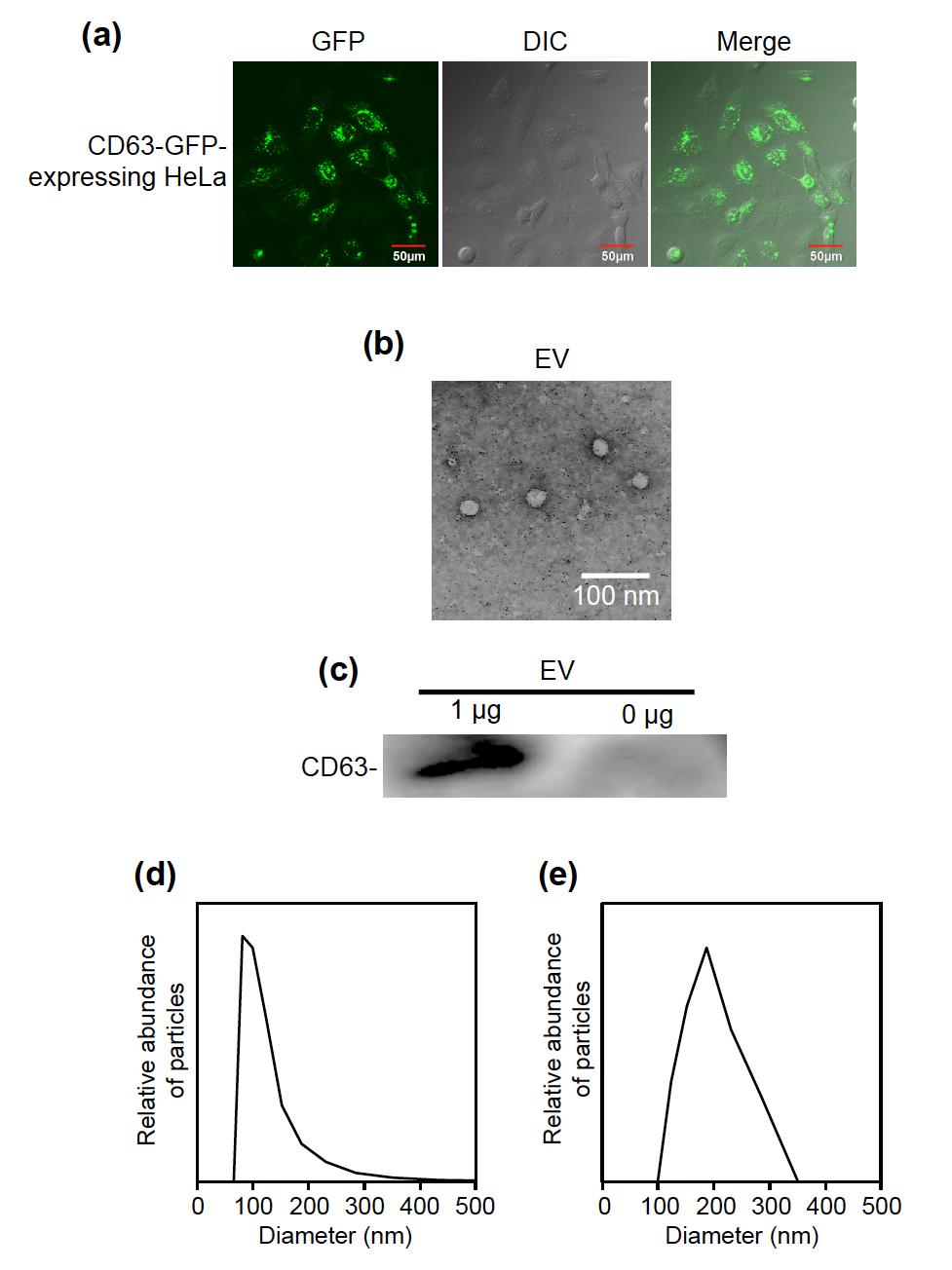 Supplementary Figures Supplementary Figure 1. Secretion of CD63-GFP EVs from HeLa cells stably expressing CD63-GFP. (a) Confocal microscopic images of HeLa cells stably expressing CD63-GFP.