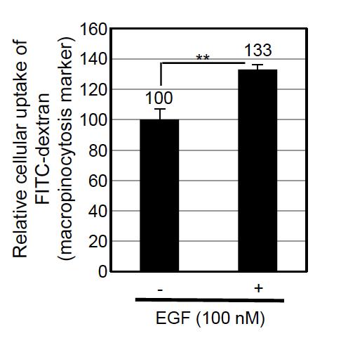 Supplementary Figure 7. Activation of epidermal growth factor receptor enhances macropinocytotic cellular uptake.