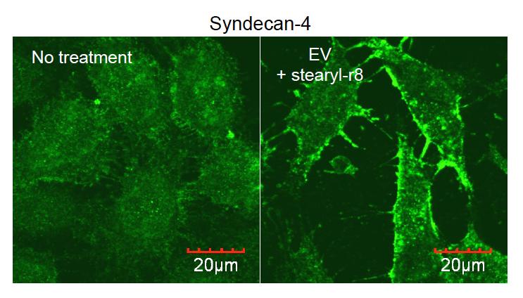 Supplementary Figure 8. Enhanced clustering of syndecan-4 on the plasma membrane via the treatment of stearyl-r8-modified EVs.