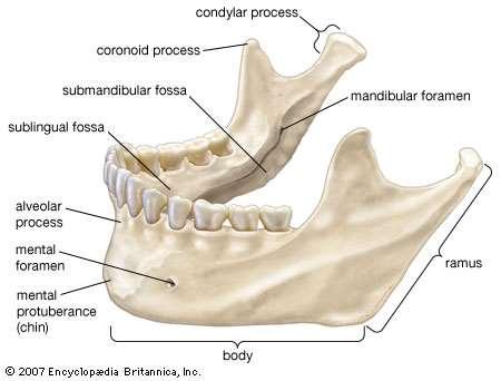 External oblique ridge: external downward & forward as a curved from the anterior border of ramus of mandible to the buccal surface of the bony mandible at it's junction with alveolar ridge.