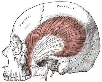 Muscles of Mastication Temporalis Muscle Origin: Temporal fossa Insertion: Coronoid