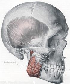 Masseter muscle Origin: Superficial portion: anterior 2/3 of lower border of zygomatic arch Deep portion: medial surface of