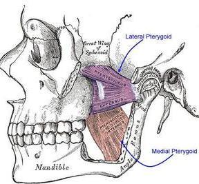 Medial pterygoid muscle Origin: Medial surface of lateral pterygoid plate Insertion: Posterior and lower part of medial surface of