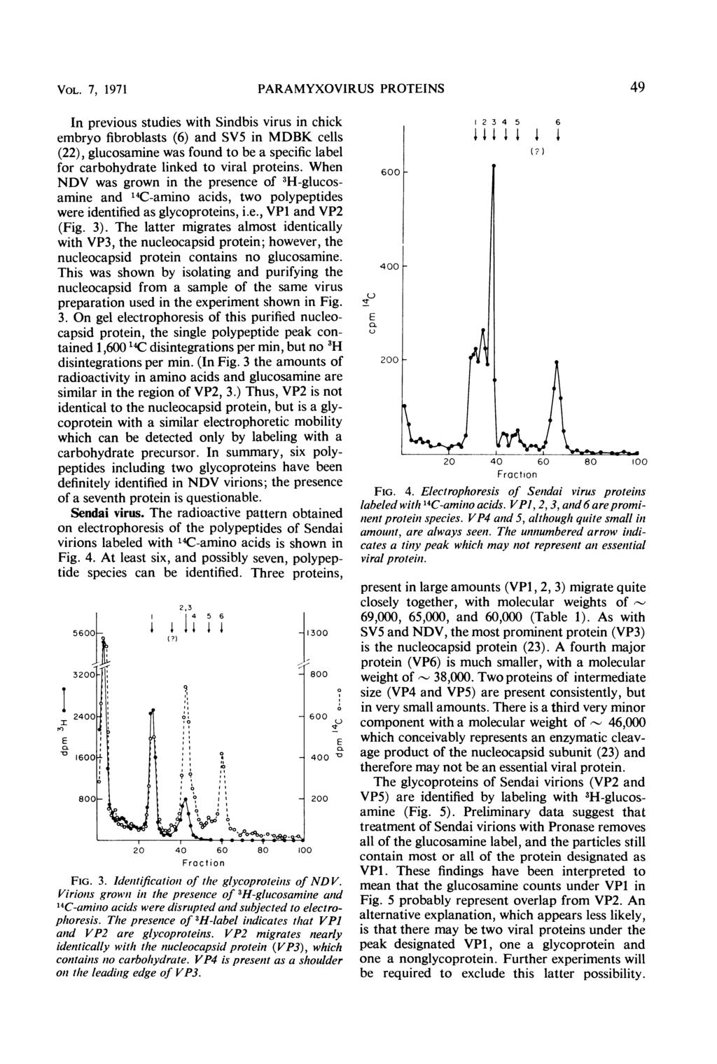 VOL. 7, 1971 PARAMYXOVIRUS PROTINS 49 In previous studies with Sindbis virus in chick embryo fibroblasts (6) and SV5 in MDBK cells (22), glucosamine was found to be a specific label for carbohydrate