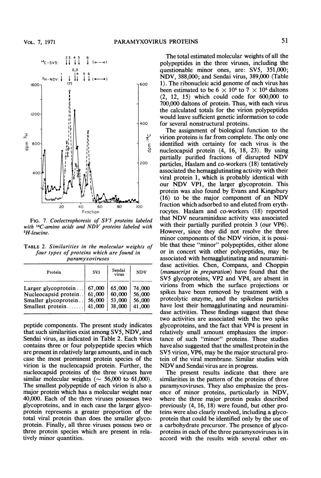 VOL. 7, 1971 PARAMYXOVIRUS PROTINS 51 23 4 5 6 4C-sv5 1 1 1 1 (---) 2,3 I 4 5 6 3H-NDV: 'I I'1 (?) I I ( ) 40 60 FIG. 7. Coelectrophoresis of SV5 proteins labeled with 'IC-amino acids and ND V proteins labeled with 3H-leucine.