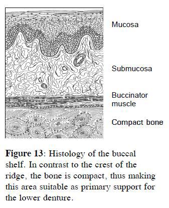 mandible The buccal shelf region (bounded by the external oblique line and crest of alveolar ridge) seems to be better suited for a primary stress-bearing role, because