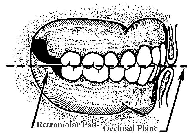 in its anterior half and soft tissue containing molar glands in the