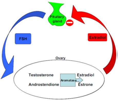 Letrozole Highly selective non-steroidal third-generation aromatase inhibitor (final step in estrogen synthesis) - suppresses 97-98% activity Hypoestrogenic state induces increasing