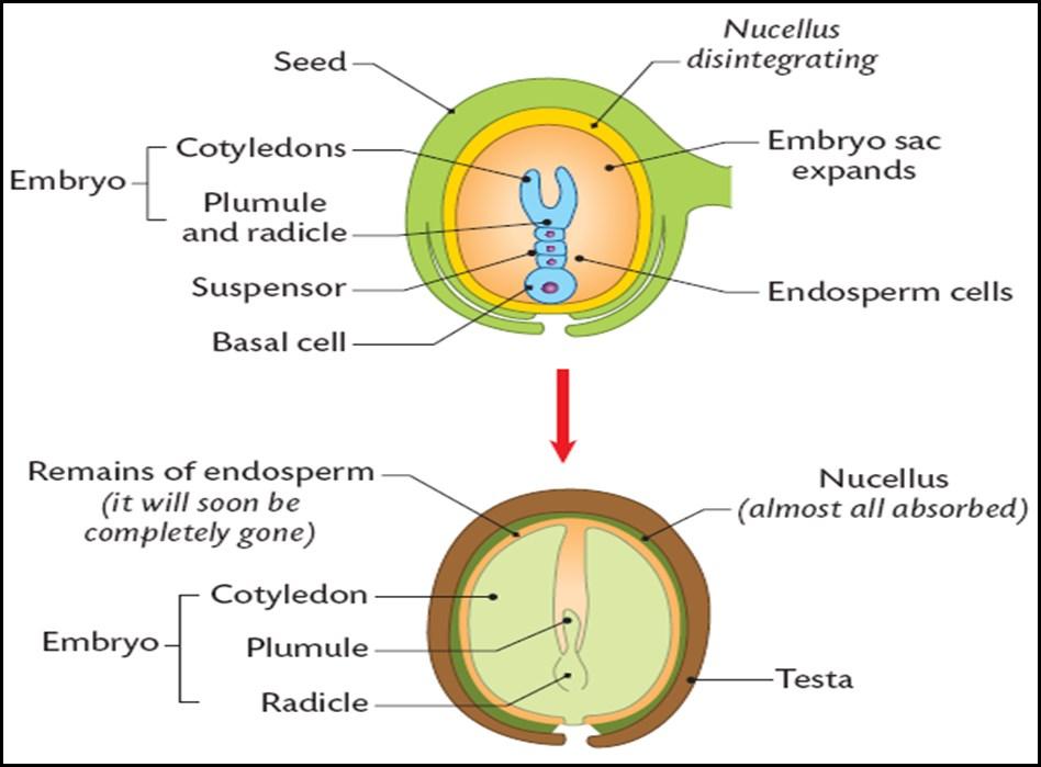 Development of the embryo and the seed Diagram above shows the further development of the embryo sac in a dicotyledon plant.
