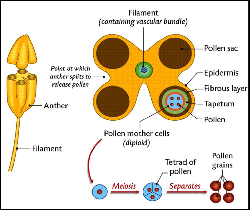Structure of the anther and development of the male gametes (pollen) The anther consists of 4 pollen sacs/microsporangium in which pollen grains are made.