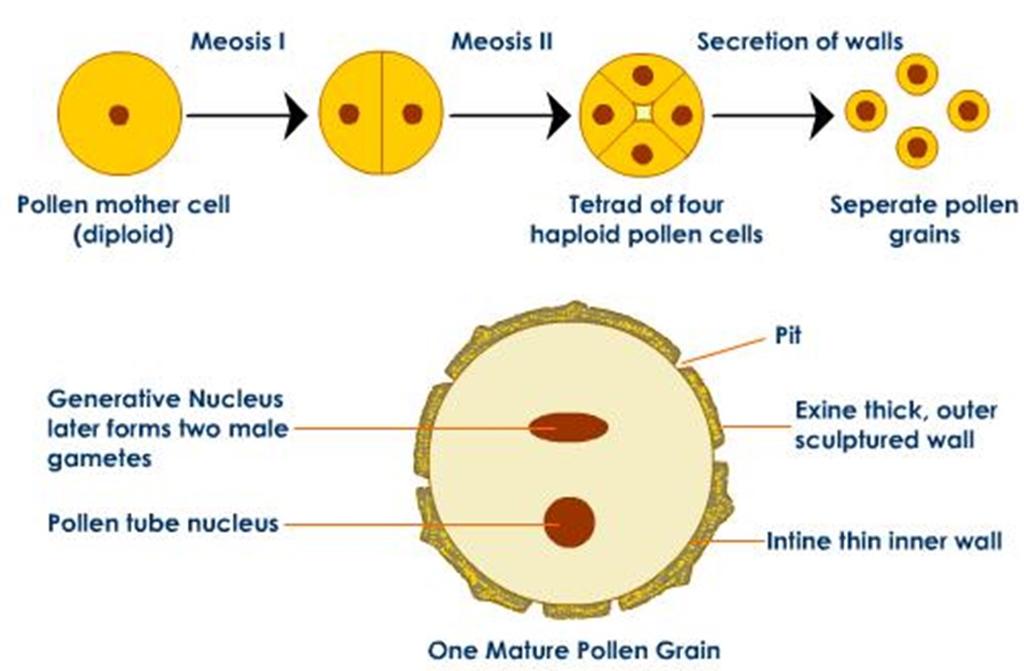 The tube nucleus controls the development of the pollen tube The pollen grain has a highly textured surface called the exine.